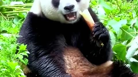 Lovely giant panda, come and have a look!