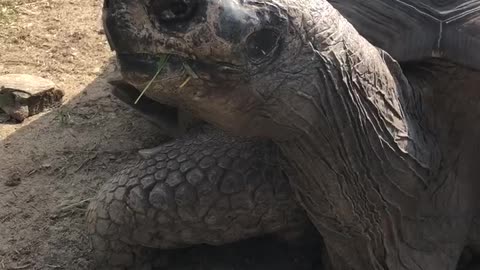 Giant turtle yawning