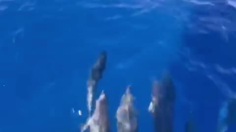 Dolphins Swim In Front of Ship's Bow