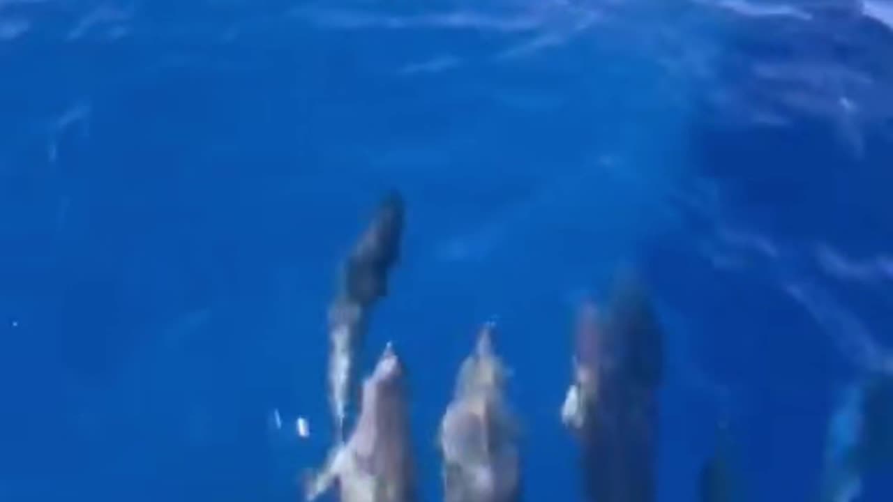 Dolphins Swim In Front of Ship's Bow