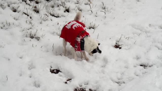 DOG TRYS TO DIG SNOW || DOG TRYING SOME CRAZY THINGS