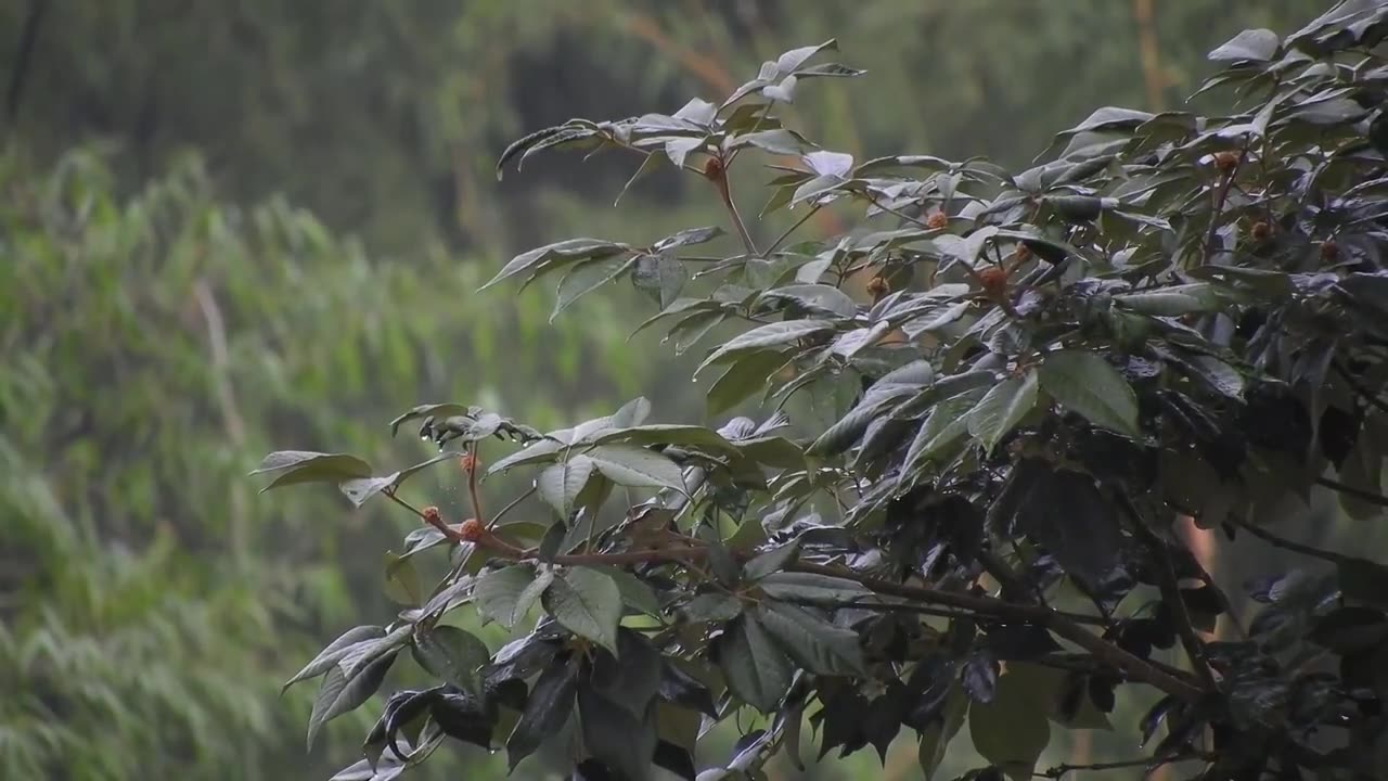 Nature Rain Sounds Relaxation