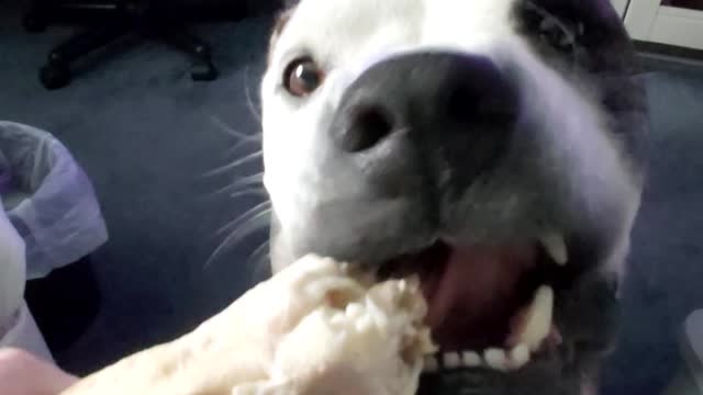 dog chew asmr
