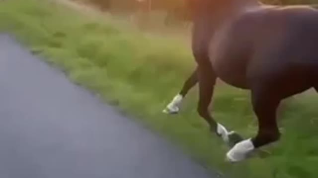 The girl is rollerblading in the sunset with a horse and a dog nearby. ️