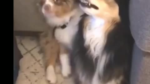 Best funny video Dog with Cat 🤣