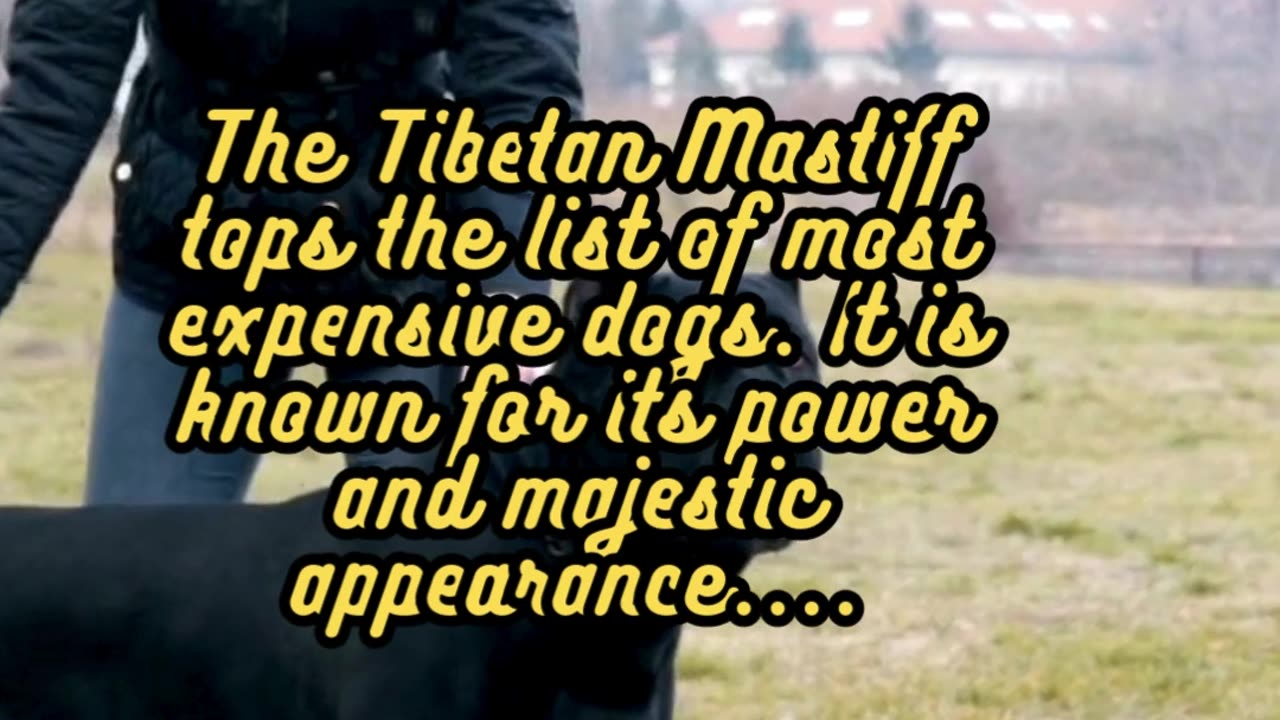 Animal Facts Tibetan Mastiff #shorts