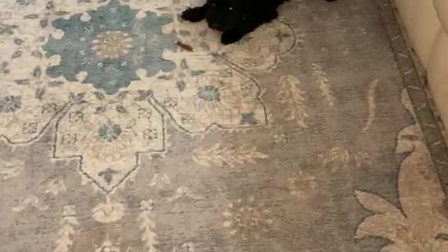 Coco Got The Zoomies!