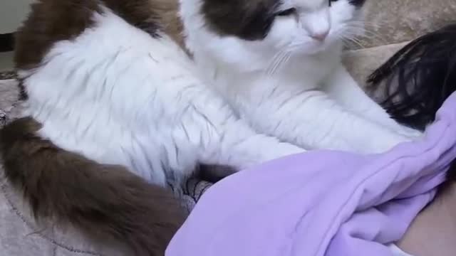 cat massaging owner