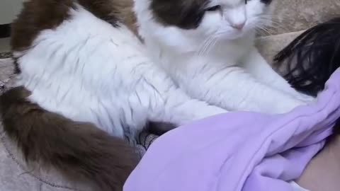 cat massaging owner