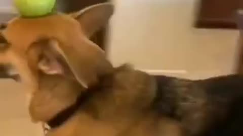 Funny animal video new 2023