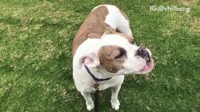 White dog standing still and howling outside