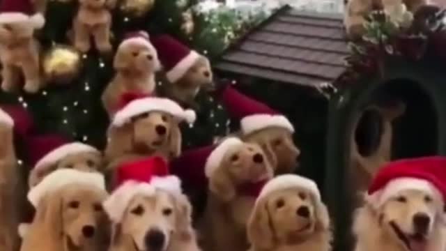 Cute 🎄 funny dog