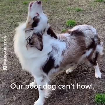 Poor Dog couldn't howl