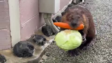 The Beaver carrying a carrot and a cabbage back to his home