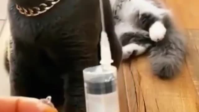 Funny cute video.. animal Lovers