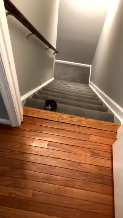 계단 오르기에 실패한 새끼 고양이에게 내려진 가혹한 결과 (영상)