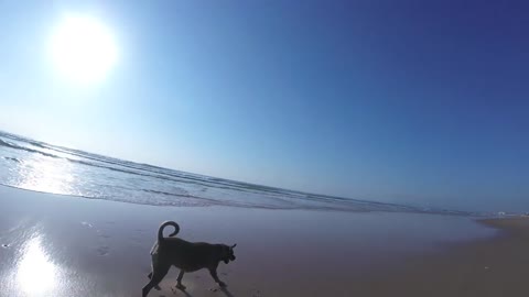 Happy dog at the beach
