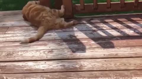 Crazy Funny cutes pets