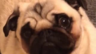 This Dog Looks