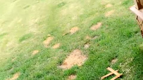Rottweiler Pup Tears Piece Off of Porch