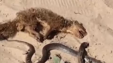 Cobra vs mongoose, who will win?