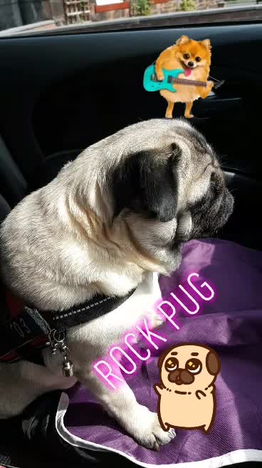 Emily pug rocking out