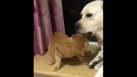 Funny videos _ Funny Pet animals Video