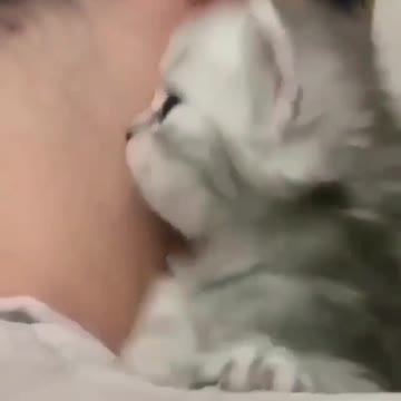 Gatinho adora um carinho