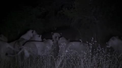 Hippo kills lion in a bloody war-15