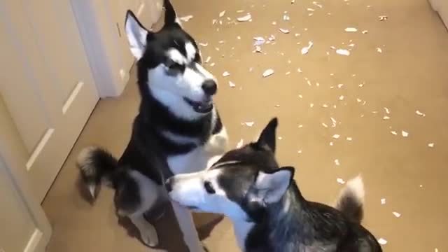 Huskies arguing over who made the mess