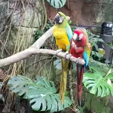 Parrots - siblings or what?