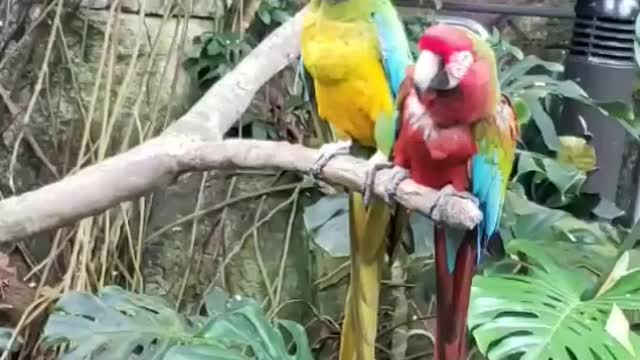 Parrots - siblings or what?