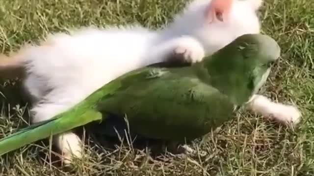 cute cat and parrot friendship