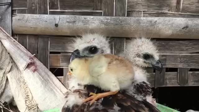 Cute Baby Eagles playing with Chicks