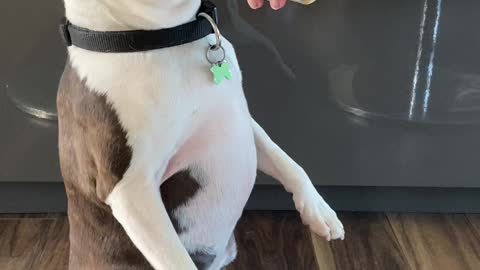 Funny eating dog