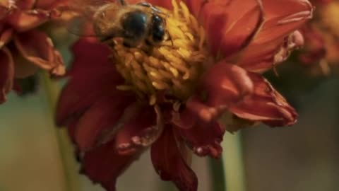 Closeup of a bee on a red flower