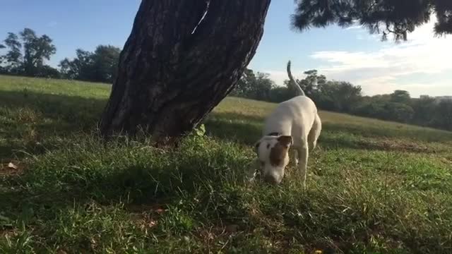 This is Brutus he is 8 years old | Funny Dog