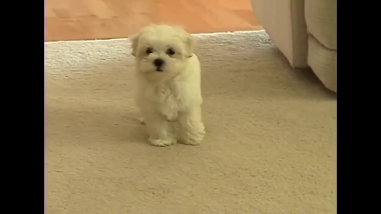 Cute funny puppy video