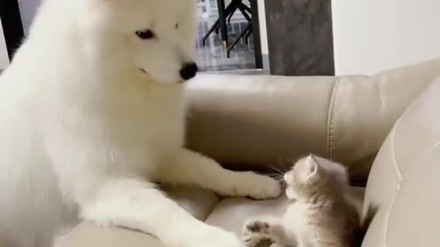 Cat -Dog and cat