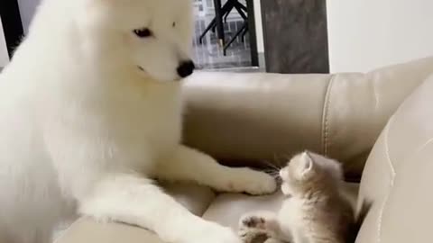 Cat -Dog and cat