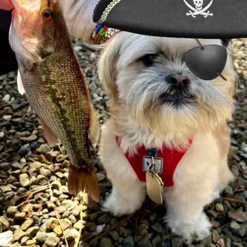 Fish Fry Friday #YodatheDog