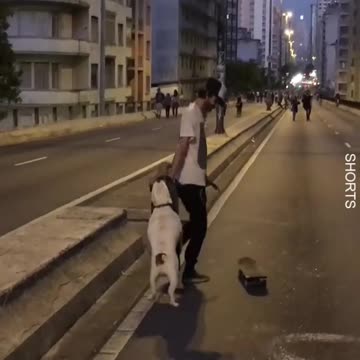 WATCH : Bulldog Loves Skateboarding! 😍 .