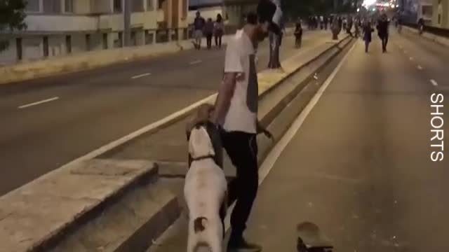 WATCH : Bulldog Loves Skateboarding! 😍 .