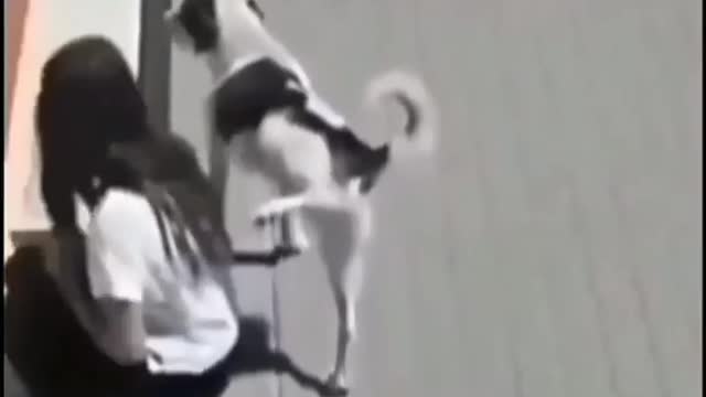 #dog video