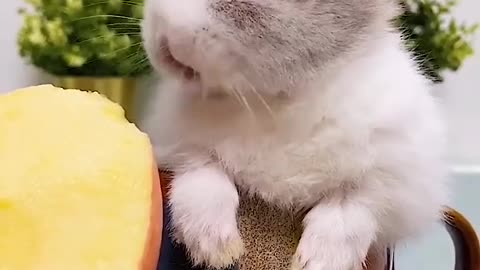 Cute Little Rabbit