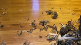Dog Discovered What Was Hiding in the Chimney