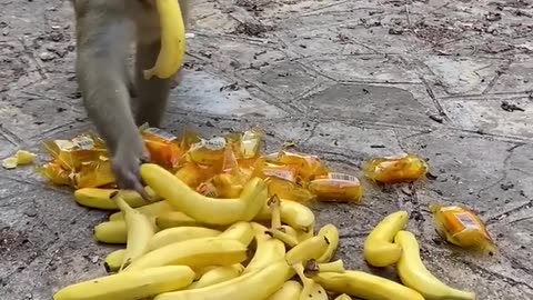 Monkey dinner time