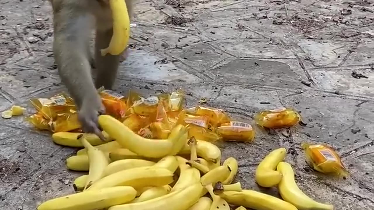 Monkey dinner time