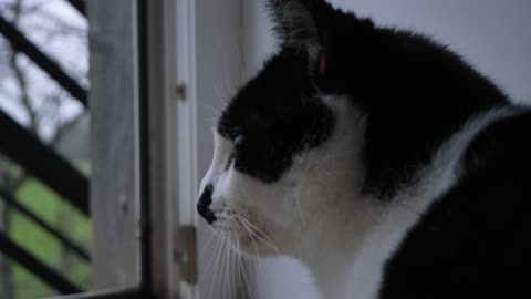 Side Profile Shot of Cat Looking Out of Open Balcony Door