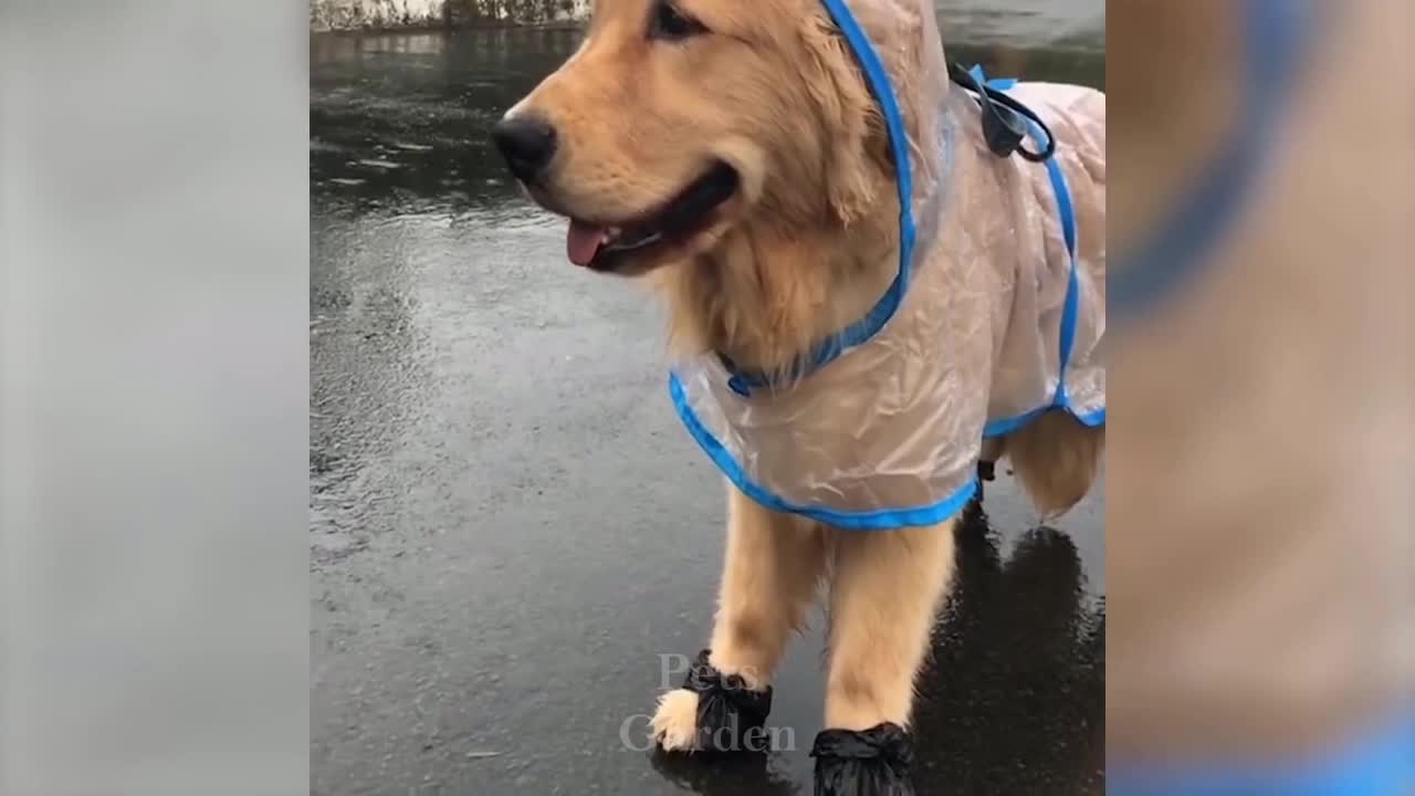 Compilation of Cute Pets and Funny Animals